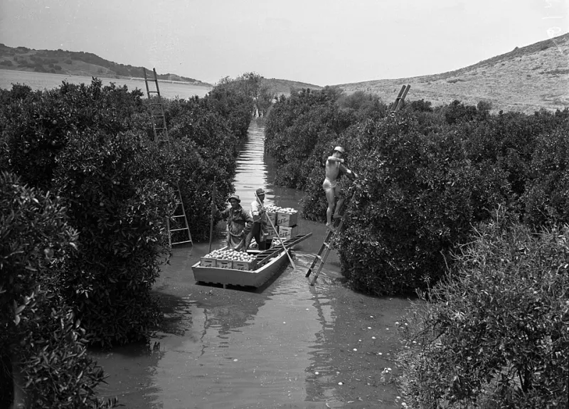 Cajas de naranjas a domicilio: dos meses comprando la huerta valenciana desde el móvil